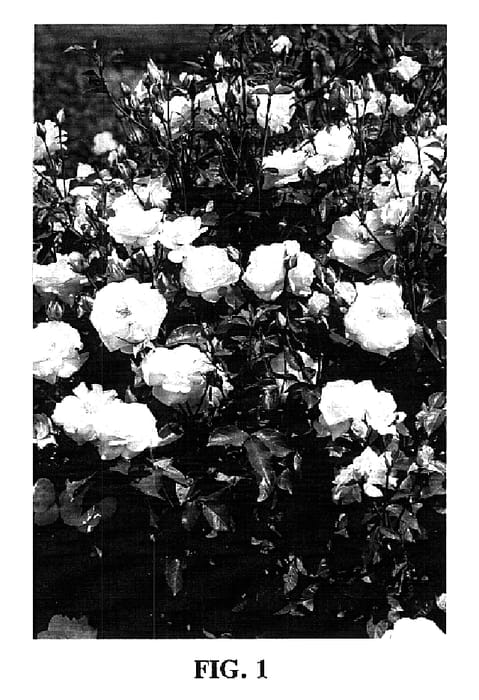 Figure 1 of US plant patent PP15574, the photograph of BAIcream printed in the patent.