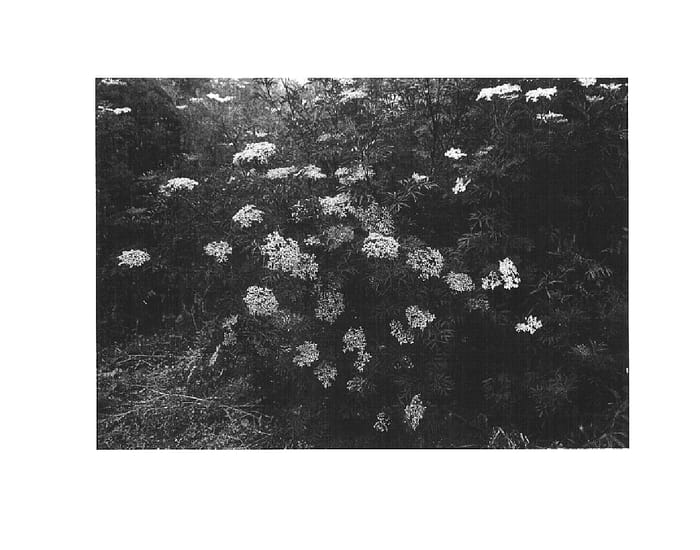 Figure 1 of US plant patent PP15575, the photograph of Eva printed in the patent.