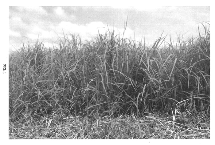 Figure 1 of US plant patent PP15576, the photograph of Ozark printed in the patent.