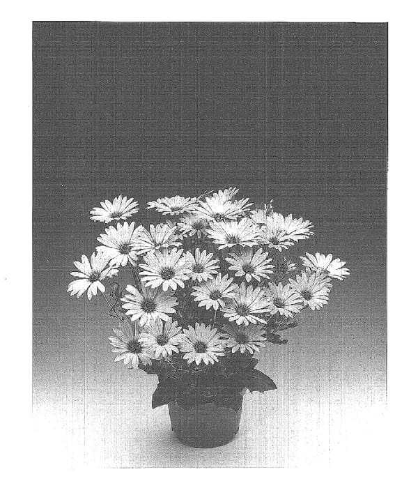 Figure 1 of US plant patent PP15577, the photograph of Osjotis printed in the patent.
