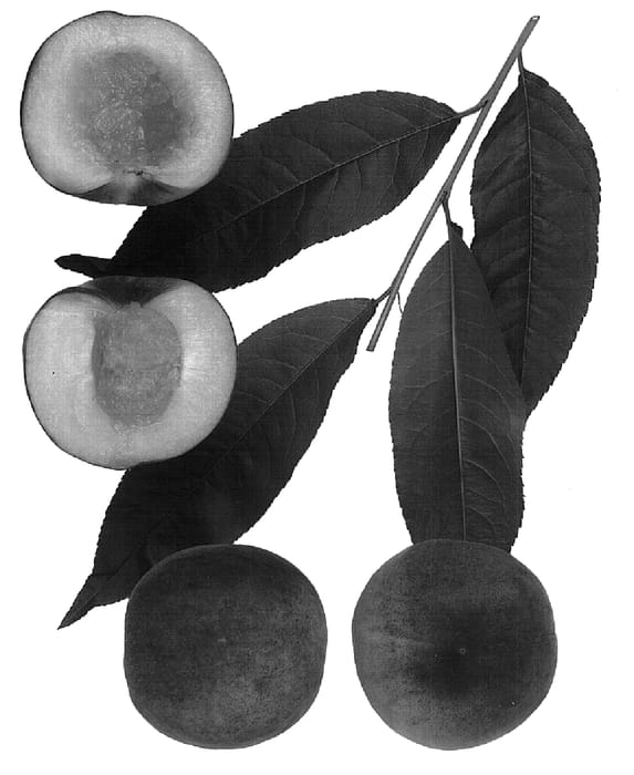 Figure 1 of US plant patent PP15578, the photograph of Super Lady printed in the patent.