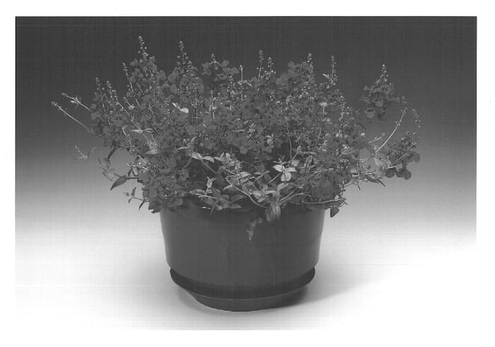 Figure 1 of US plant patent PP15579, the photograph of Diaspetis printed in the patent.