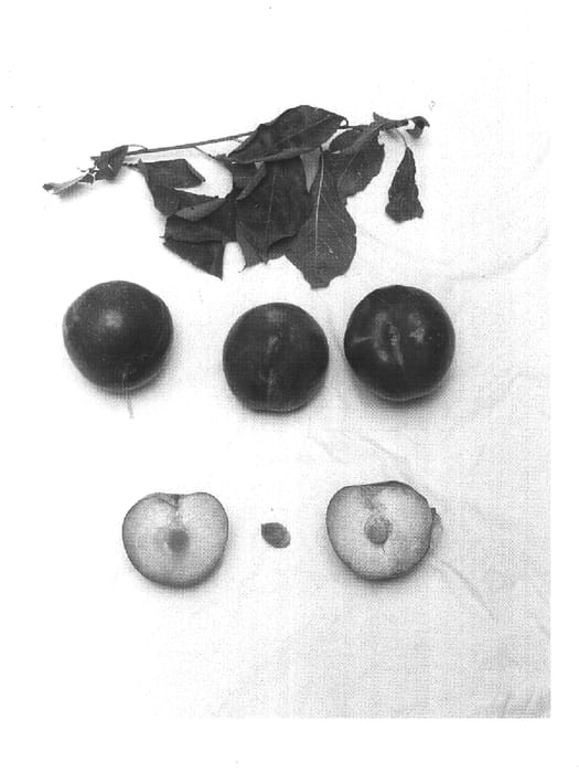 Figure 1 of US plant patent PP15580, the photograph of August Giant printed in the patent.