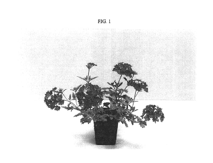 Figure 1 of US plant patent PP15581, the photograph of Balazgagic printed in the patent.