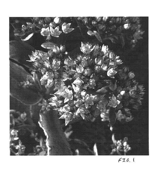 Figure 1 of US plant patent PP15582, the photograph of Samuel Oliphant printed in the patent.