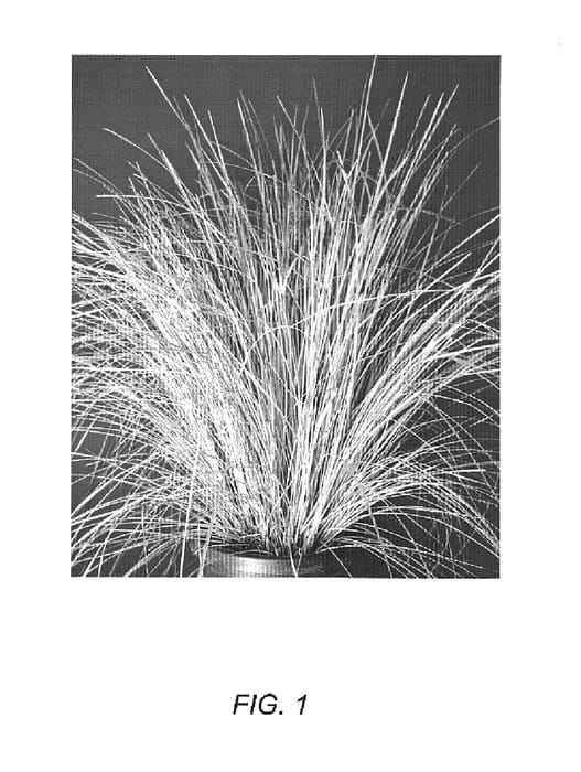 Figure 1 of US plant patent PP15583, the photograph of LM400 printed in the patent.