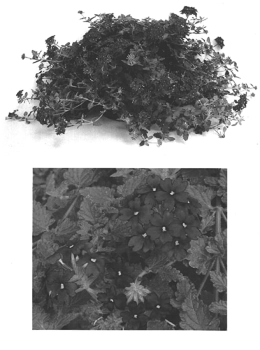 Figure 1 of US plant patent PP15585, the photograph of Lan Litpur Two printed in the patent.