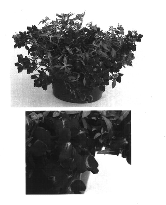Figure 1 of US plant patent PP15586, the photograph of Sulte Reeda printed in the patent.