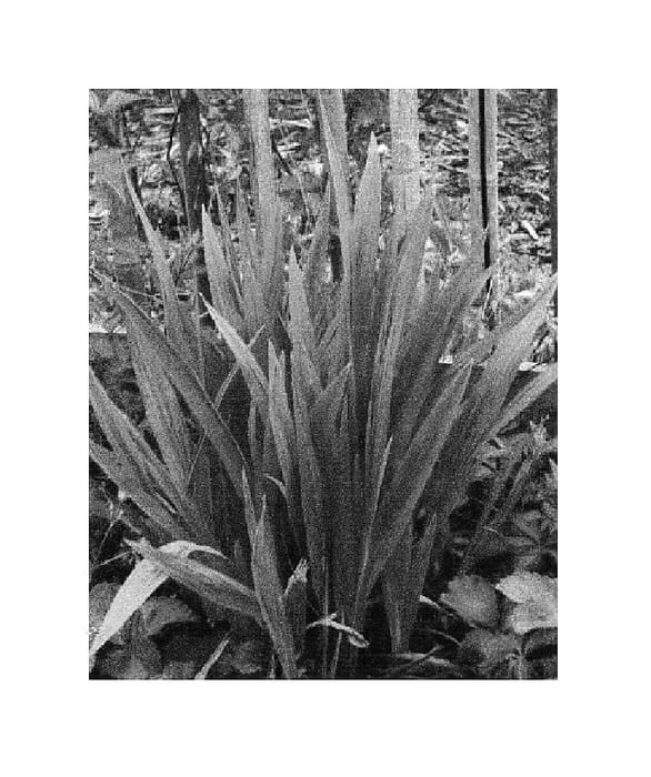 Figure 1 of US plant patent PP15587, the photograph of Walrhead printed in the patent.