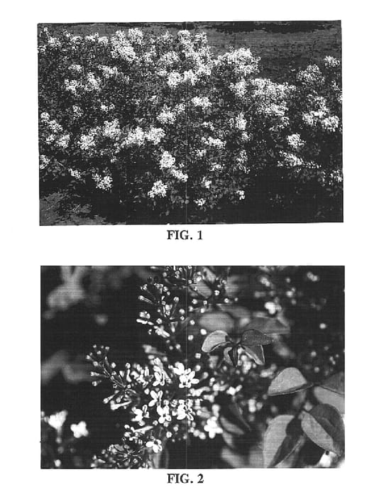Figure 1 of US plant patent PP15588, the photograph of Bailsugar printed in the patent.