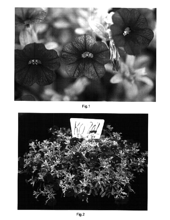 Figure 1 of US plant patent PP15589, the photograph of Kakegawa S62 printed in the patent.