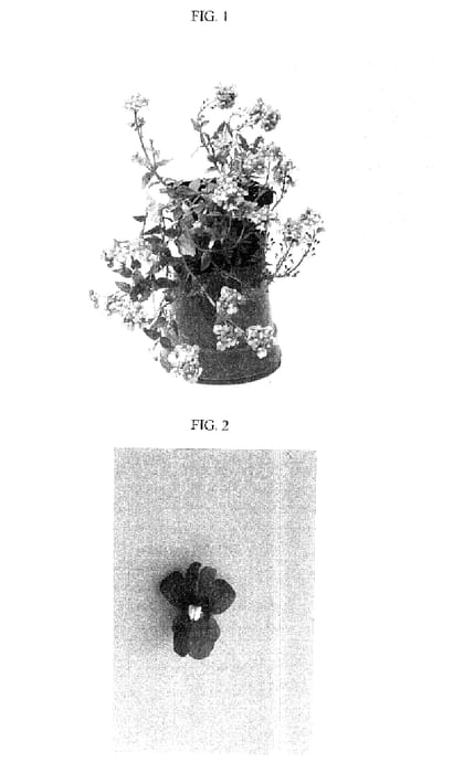 Figure 1 of US plant patent PP15590, the photograph of Balartublue printed in the patent.