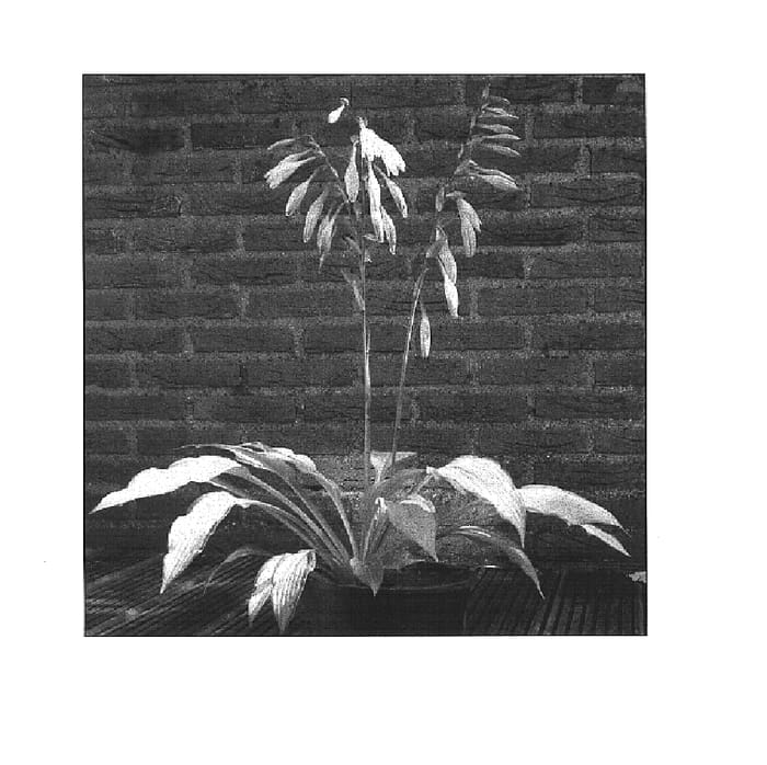 Figure 1 of US plant patent PP15591, the photograph of Lady Guineverre printed in the patent.