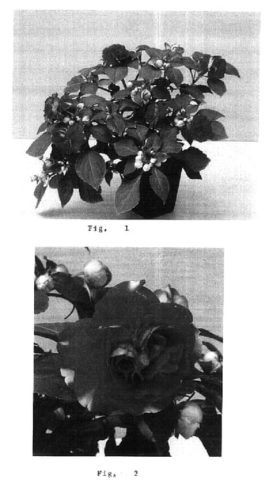 Figure 1 of US plant patent PP15592, the photograph of Balfiesink printed in the patent.