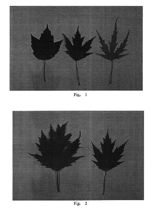 Figure 1 of US plant patent PP15593, the photograph of AF#1 printed in the patent.
