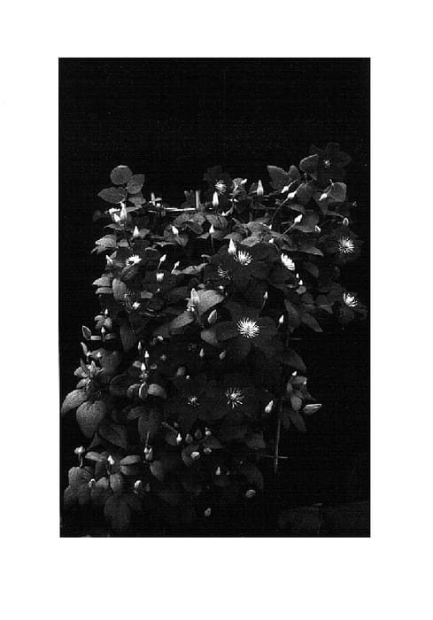 Figure 1 of US plant patent PP15594, the photograph of Barbara Harrington printed in the patent.