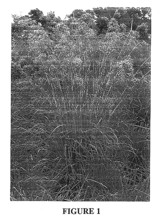 Figure 1 of US plant patent PP15595, the photograph of RLJCC1 printed in the patent.