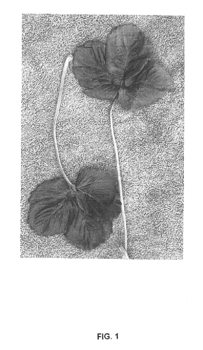 Figure 1 of US plant patent PP15596, the photograph of Driscoll Cambria printed in the patent.