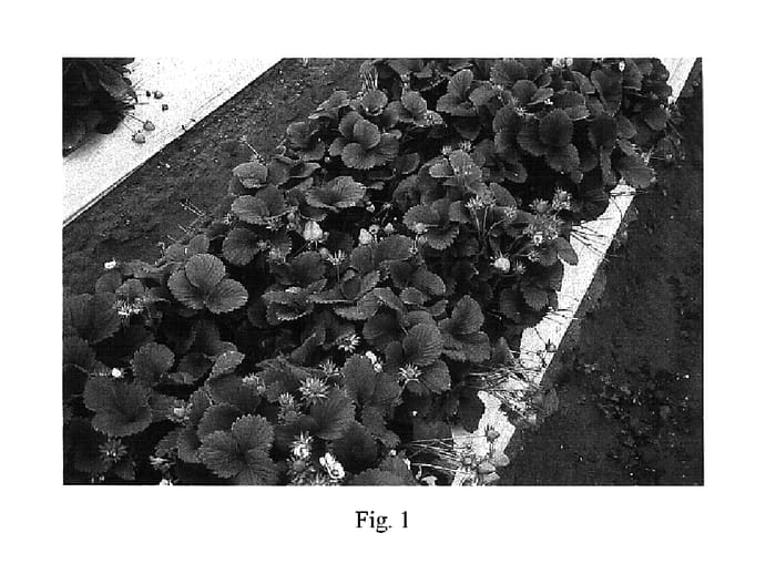 Figure 1 of US plant patent PP15597, the photograph of Strawberry plant named PS-2880 printed in the patent.