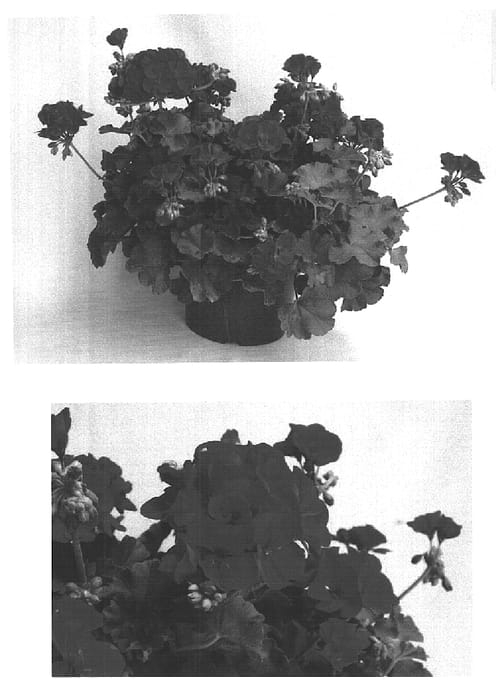 Figure 1 of US plant patent PP15598, the photograph of Amri Cherose Two printed in the patent.
