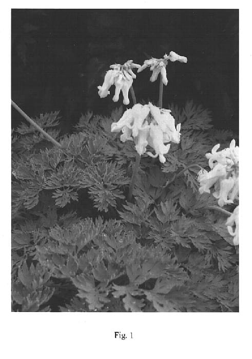 Figure 1 of US plant patent PP15599, the photograph of Ivory Hearts printed in the patent.