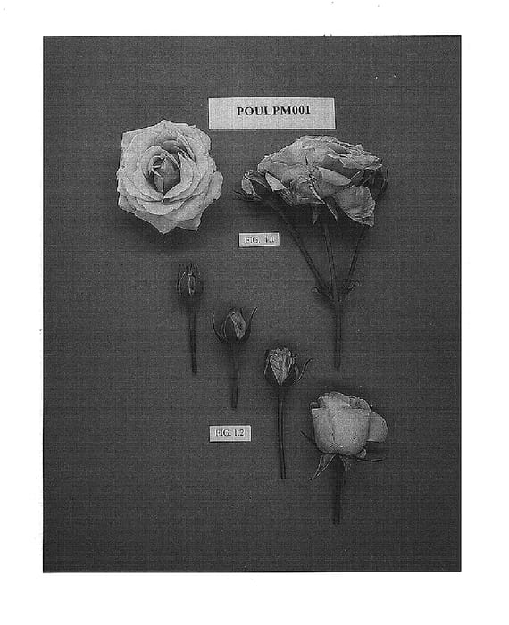 Figure 1 of US plant patent PP15600, the photograph of POULpm001 printed in the patent.