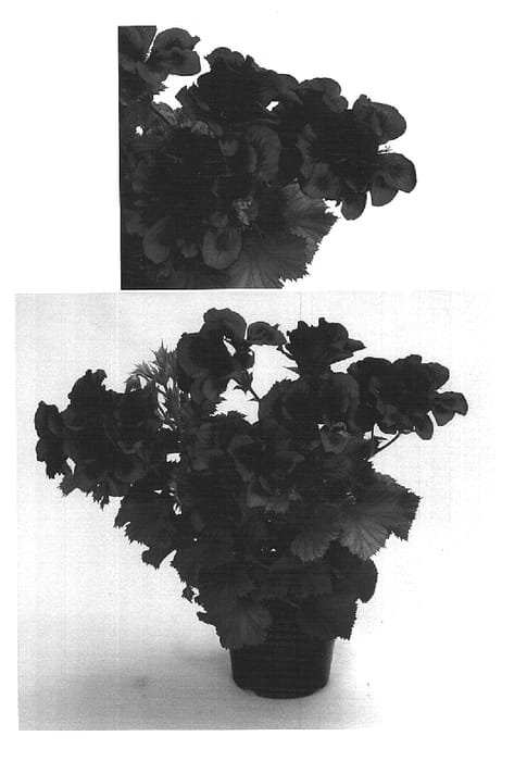 Figure 1 of US plant patent PP15601, the photograph of Solstice Purple printed in the patent.