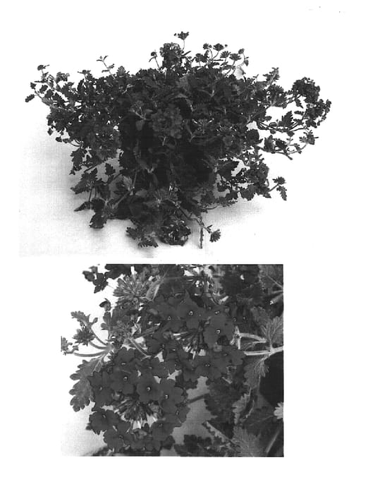 Figure 1 of US plant patent PP15602, the photograph of Lan Chered printed in the patent.