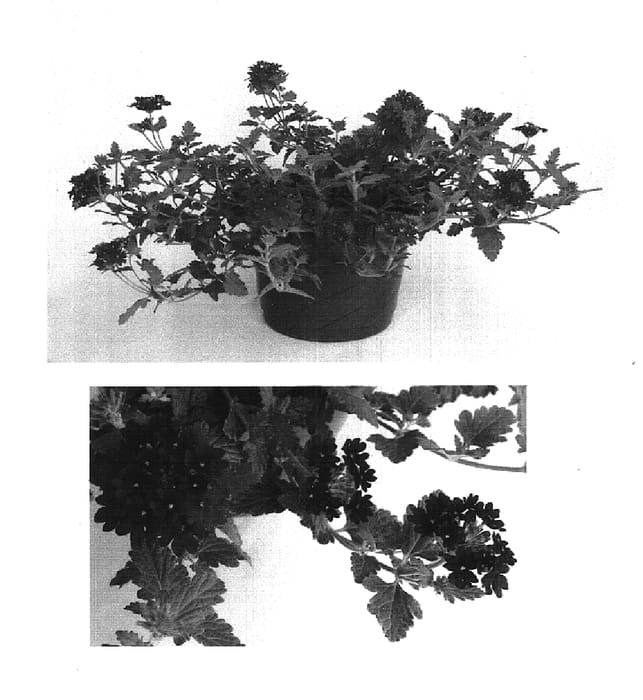Figure 1 of US plant patent PP15603, the photograph of Lan Burg printed in the patent.
