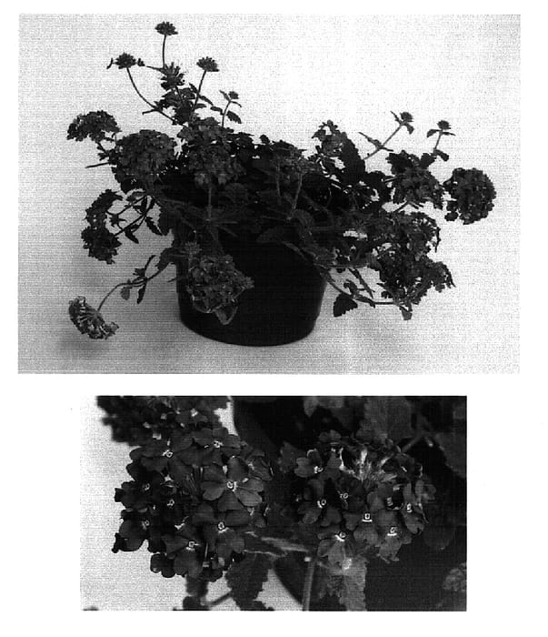 Figure 1 of US plant patent PP15604, the photograph of Lan Bule printed in the patent.