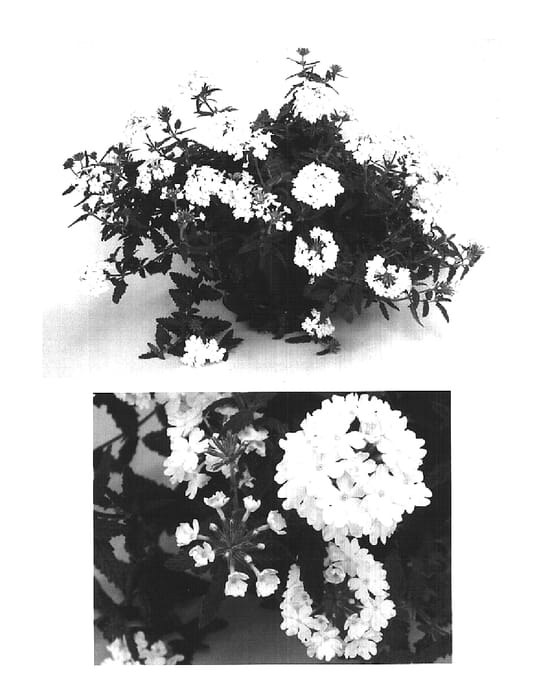 Figure 1 of US plant patent PP15605, the photograph of Lan Bluwhit printed in the patent.