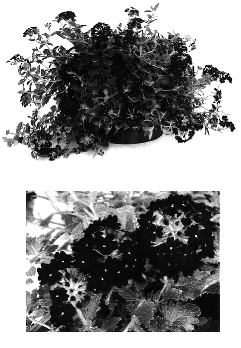 Figure 1 of US plant patent PP15606, the photograph of Lan Depur printed in the patent.