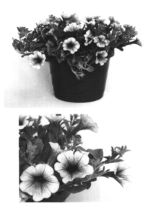 Figure 1 of US plant patent PP15607, the photograph of USTUNI207 printed in the patent.