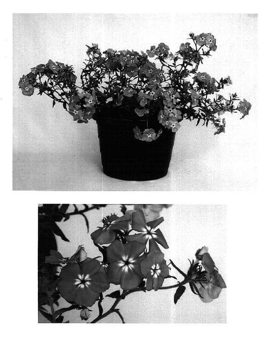 Figure 1 of US plant patent PP15608, the photograph of USPHL01 printed in the patent.