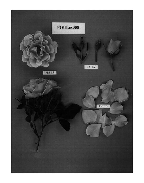 Figure 1 of US plant patent PP15609, the photograph of POULcs008 printed in the patent.