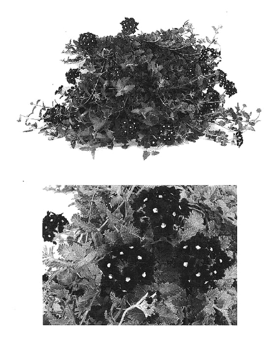 Figure 1 of US plant patent PP15610, the photograph of Lan Roypureye printed in the patent.