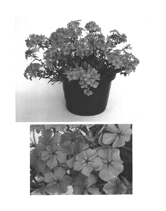 Figure 1 of US plant patent PP15611, the photograph of USPHL02 printed in the patent.