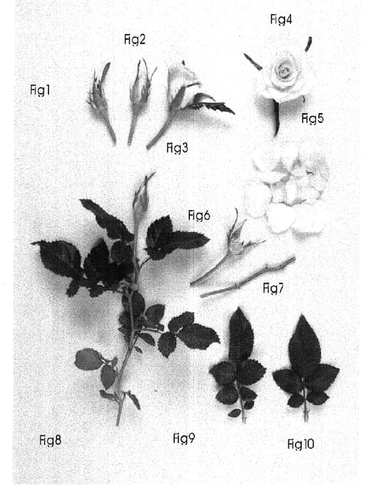 Figure 1 of US plant patent PP15612, the photograph of KORamgat printed in the patent.