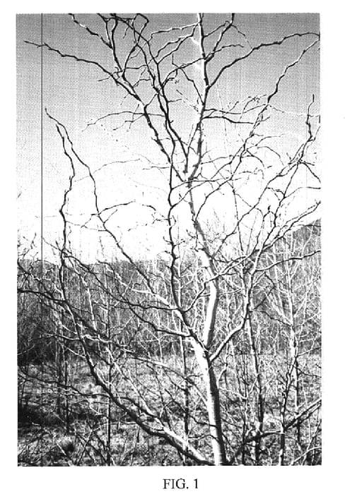 Figure 1 of US plant patent PP15613, the photograph of Gnarly Poplar printed in the patent.
