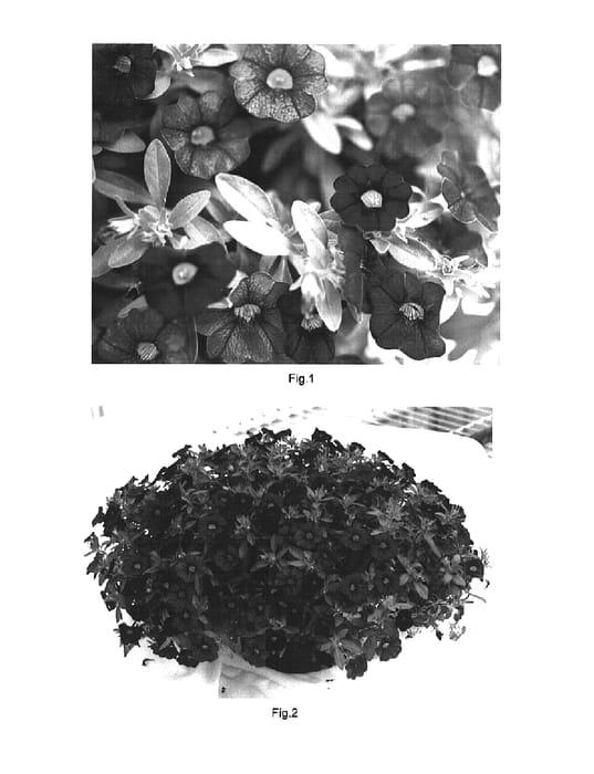 Figure 1 of US plant patent PP15614, the photograph of Kakegawa S64 printed in the patent.