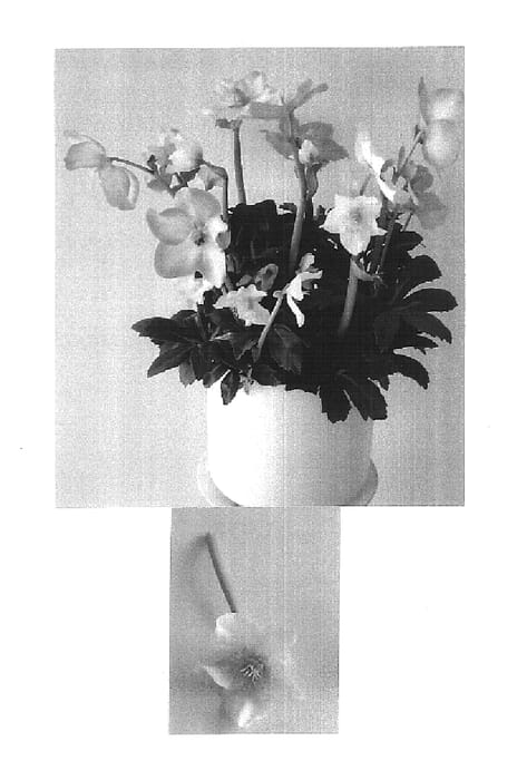 Figure 1 of US plant patent PP15615, the photograph of HGC Josef Lemper printed in the patent.