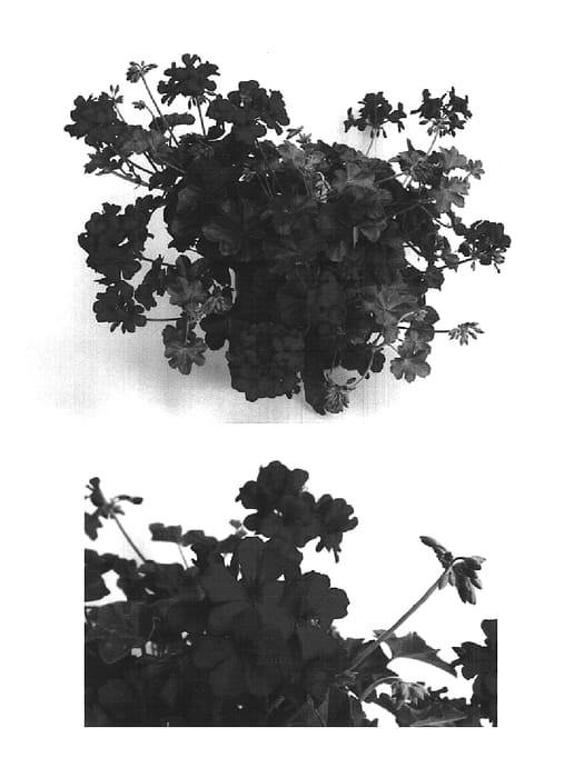 Figure 1 of US plant patent PP15616, the photograph of Cante Dereds printed in the patent.