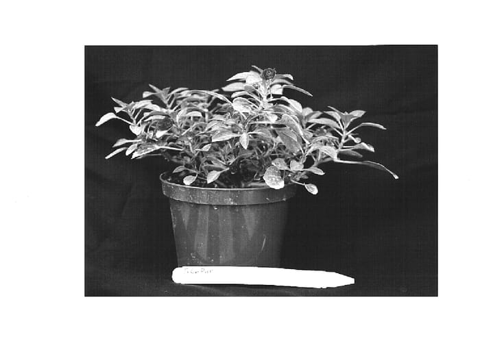 Figure 1 of US plant patent PP15617, the photograph of TiCoPur printed in the patent.