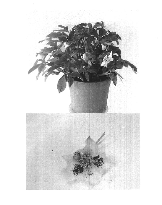 Figure 1 of US plant patent PP15618, the photograph of HGC Lady Freckle printed in the patent.