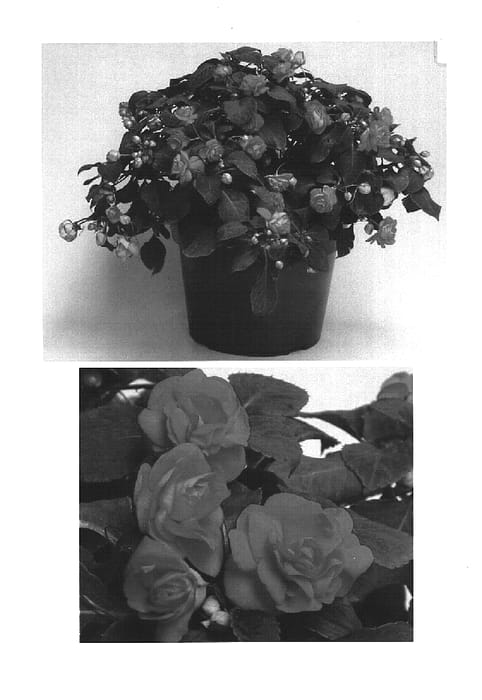 Figure 1 of US plant patent PP15619, the photograph of Didi Carmine Two printed in the patent.