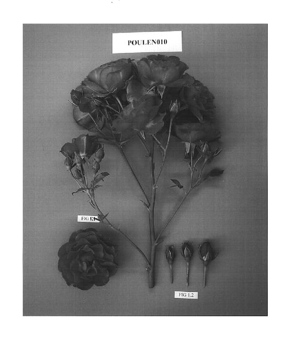 Figure 1 of US plant patent PP15620, the photograph of POULen010 printed in the patent.