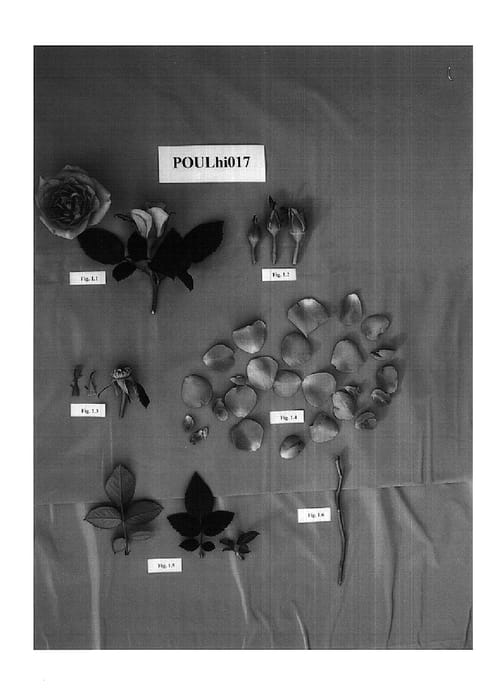 Figure 1 of US plant patent PP15621, the photograph of POULhi017 printed in the patent.
