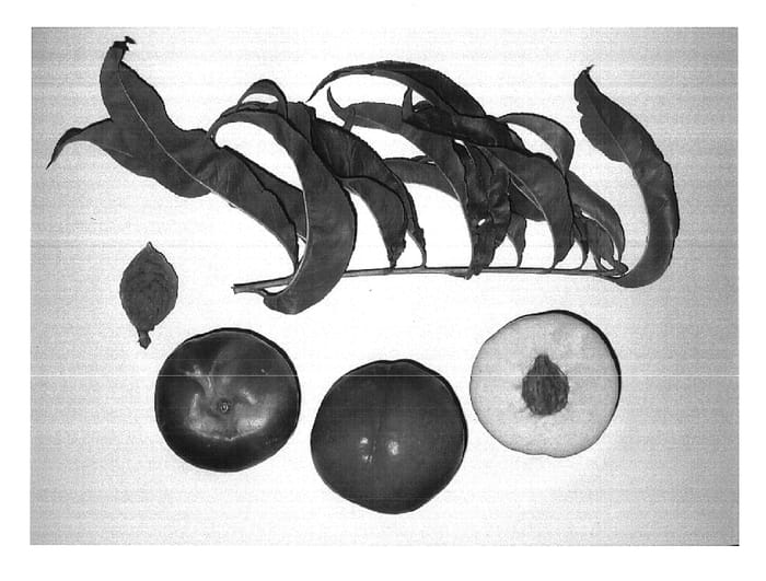 Figure 1 of US plant patent PP15622, the photograph of Burnectfifteen printed in the patent.