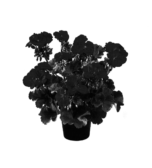 Figure 1 of US plant patent PP15623, the photograph of Genfivio printed in the patent.