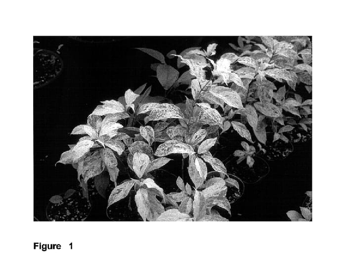 Figure 1 of US plant patent PP15624, the photograph of Shikoku Flash printed in the patent.